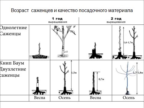 процесс формирования саженцев.